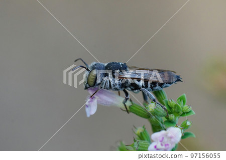 Closeup on a Mediterranean female cleptoparasitic bee, Coelioxys argenteus, sitting on top of a flower 97156055