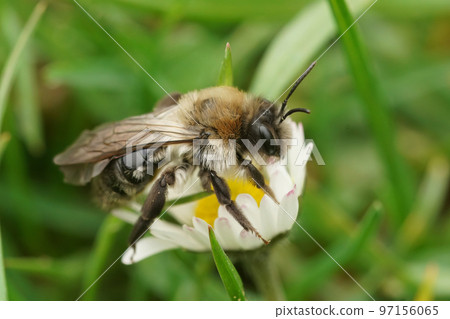 Natural closeup on a grey mining bee, Andrena vaga 97156065