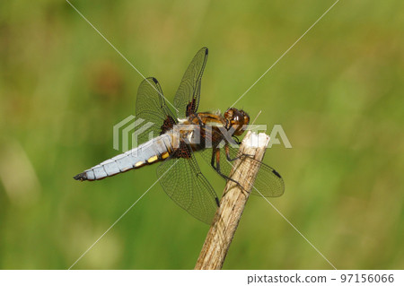 Closeup of a blue male Broad bodied darter, Libellula depressa perched on a twig Closeup of a blue male Broad bodied darter, Libellula depressa perched on a twig 97156066