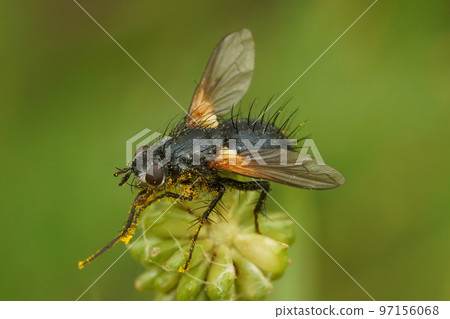 Natural closeup on a spiky Tachnid fly, Zophomyia temula Natural closeup on a spiky Tachnid fly, Zophomyia temula 97156068