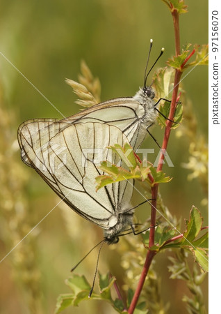 Closeup on a mating of the elegant and fragile looking Black veined white butterfly, Aporia crataegi Closeup on a mating of the elegant and fragile looking Black veined white butterfly, Aporia crataegi 97156070