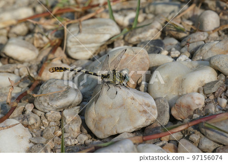 Closeup on a male the small pincertail or green-eyed hook-tailed dragonfly, Onychogomphus forcipatus sitting on a stone 97156074