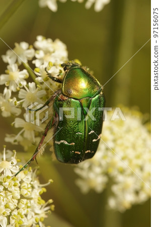 Vertical close up on the green metallic Rose Chafer, Cetonia aurata, sitting on a white flower 97156075