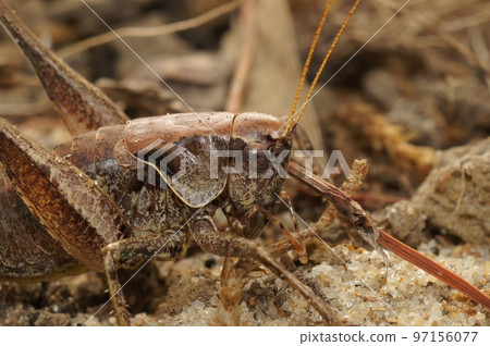 Detailed facial closeup on the dark bush-cricket, Pholidoptera griseoaptera, sitting on the ground 97156077