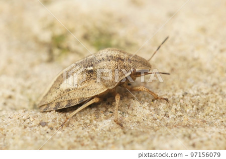 Closeup on an adult brown Tortoise shield bug, Eurgygaster testudinaria sitting on a stone Closeup on an adult brown Tortoise shield bug, Eurgygaster testudinaria sitting on a stone 97156079