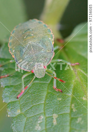 Closeup on a nymph instar of the Green shieldbug, Palomena prasina sitting on vegetation Closeup on a nymph instar of the Green shieldbug, Palomena prasina sitting on vegetation 97156085