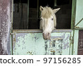 A gentle-eyed white horse at Mother Farm in Chiba 97156285