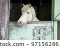 A gentle-eyed white horse at Mother Farm in Chiba 97156286