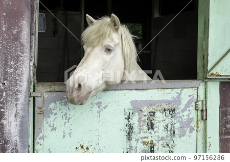 A gentle-eyed white horse at Mother Farm in Chiba A gentle-eyed white horse at Mother Farm in Chiba 97156286