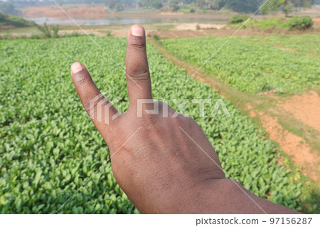 Gesture with finger on radish farm Gesture with finger on radish farm 97156287