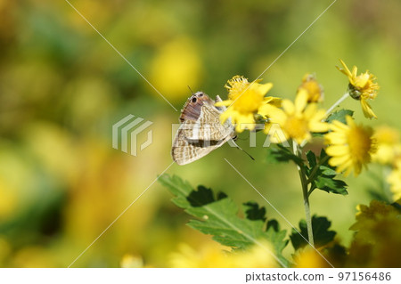 Pea blue sucking the nectar of Awakoganegiku 97156486