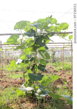 bottle gourd spinach on farm bottle gourd spinach on farm 97156551
