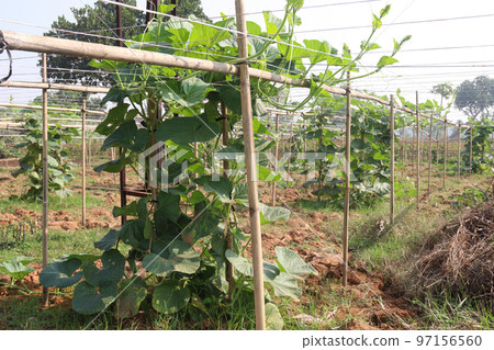 bottle gourd spinach on farm 97156560
