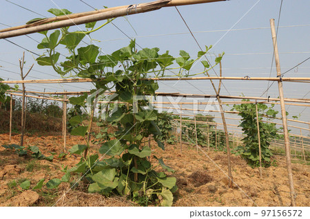 bottle gourd spinach on farm bottle gourd spinach on farm 97156572