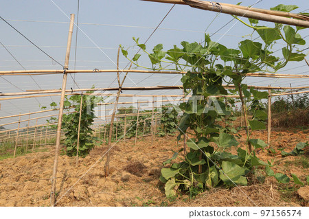 bottle gourd spinach on farm 97156574