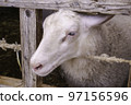 White sheep with gentle eyes at Chiba Mother Farm 97156596