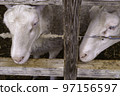 Two white sheep with gentle eyes at Chiba Mother Farm 97156597