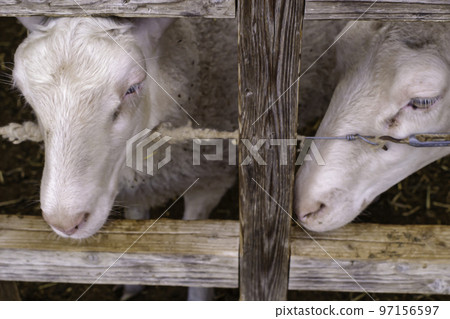 Two white sheep with gentle eyes at Chiba Mother Farm Two white sheep with gentle eyes at Chiba Mother Farm 97156597