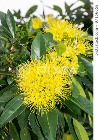 盛開的黃金蒲桃 盛開的黃金蒲桃 97156658