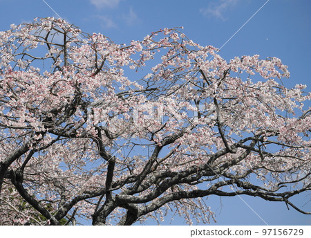 盛開的垂枝櫻花 97156729