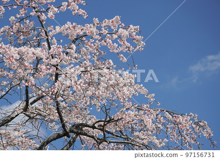 Weeping cherry blossoms in full bloom 97156731