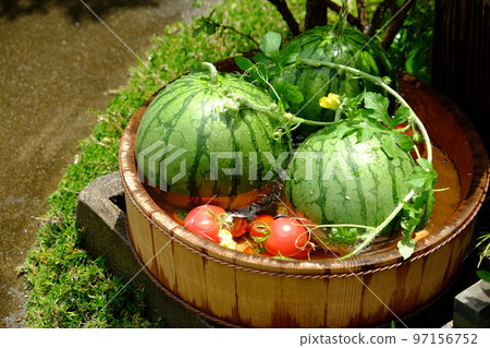 watermelon   97156752