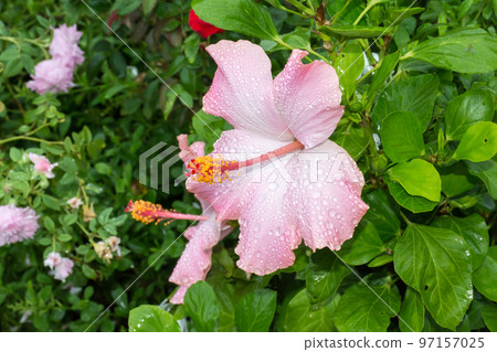 盛開的朱槿 97157025