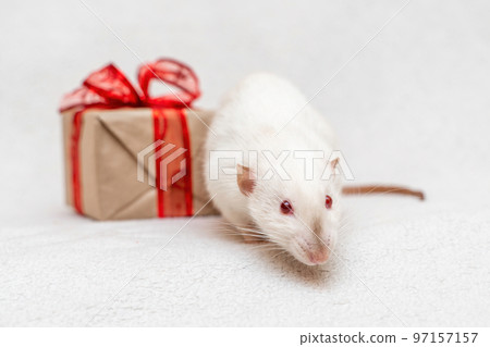 White rat gift. The rat sits on a white carpet with a gift box with a red ribbon. 97157157