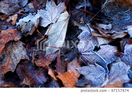 Detailed close up of frozen leaf in winter Detailed close up of frozen leaf in winter 97157874