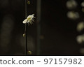 Weeping plum 97157982