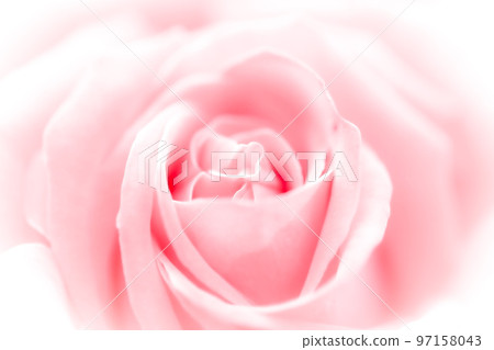 粉紅玫瑰 97158043