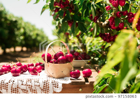 ripe juicy cherry berry in wicker basket on lace napkin on table in cherry garden ripe juicy cherry berry in wicker basket on lace napkin on table in cherry garden 97158063