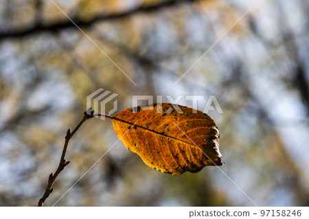 秋天的樹葉 97158246