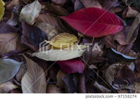 Fallen leaves Fallen leaves 97158274