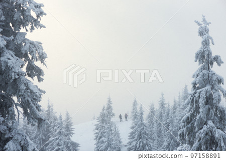 Two Hikers on a Winter Hike in a Snowy Forest Two Hikers on a Winter Hike in a Snowy Forest 97158891
