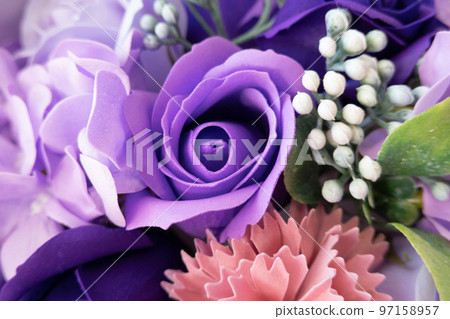 Purple Rose Purple Rose 97158957