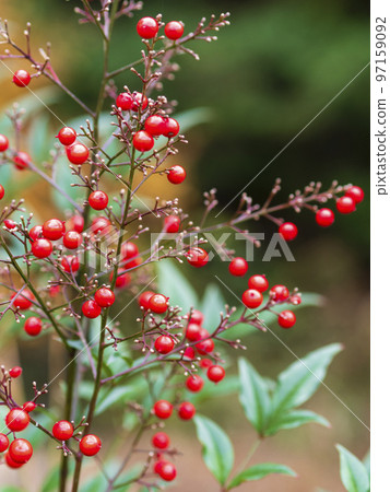 Nandina fruit Nandina fruit 97159092