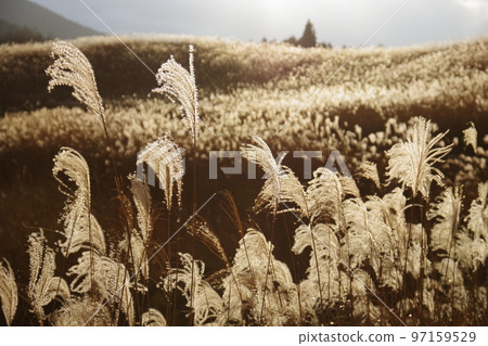Soni Plateau: Pampas grass shining in the setting sun Soni Plateau: Pampas grass shining in the setting sun 97159529