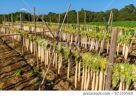 箱根西六的傳統“蘿蔔幹”富士山 97159569