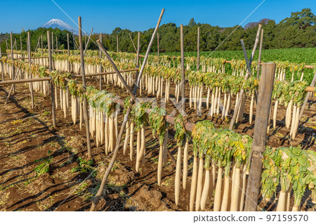 箱根西六的傳統“蘿蔔幹”富士山 97159570