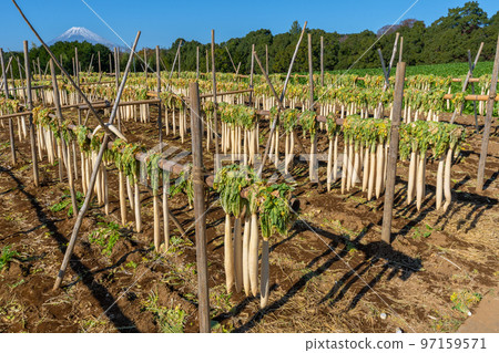 箱根西六的傳統“蘿蔔幹”富士山 97159571
