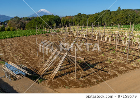 Hakone Seiroku's traditional 'dried radish' Mt. Fuji Hakone Seiroku's traditional 'dried radish' Mt. Fuji 97159579