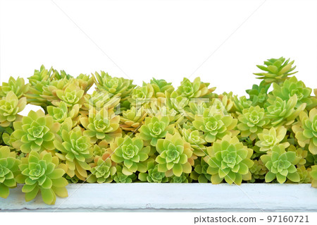 Succulent in pot isolated on white background. Succulent plant for landscape design. Potted plant for house. Succulent in pot isolated on white background. Succulent plant for landscape design. Potted plant for house. 97160721