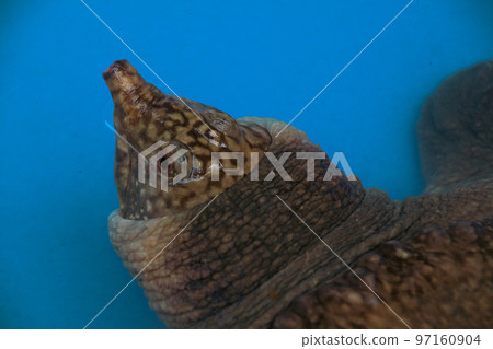 An Asiatic softshell turtle or black rayed softshell turtle or Amyda cartilaginea rescued from poachers in Cambodia An Asiatic softshell turtle or black rayed softshell turtle or Amyda cartilaginea rescued from poachers in Cambodia 97160904