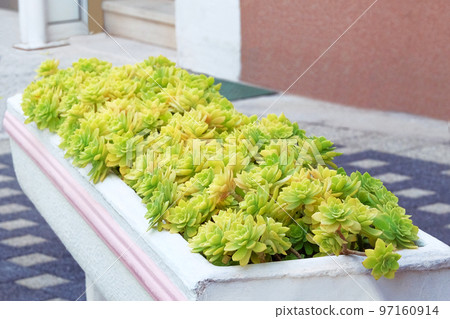 Succulents plant in pot in courtyard. Potted plants for house, landscape design. Succulents plant in pot in courtyard. Potted plants for house, landscape design. 97160914