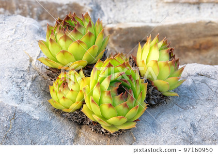 Green home. Plant in large pot in courtyard. Plant for landscape design. Plant for house. Green home. Plant in large pot in courtyard. Plant for landscape design. Plant for house. 97160950