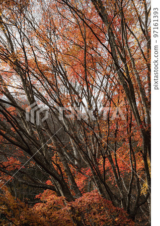Autumn leaves of Lake Tanuki 97161393