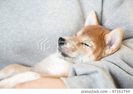 Shiba Inu 小狗被女人抱著睡覺 97161794