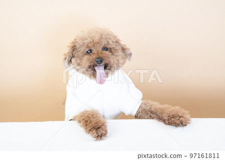 Chocolat, a toy poodle that puts its front paws on the table and smiles 97161811