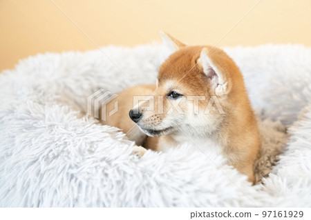 Shiba Inu puppy in bed 97161929